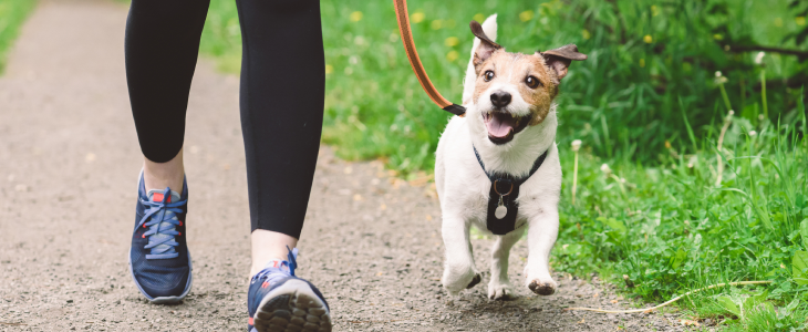 Dogs on a walk with an owner in Virginia